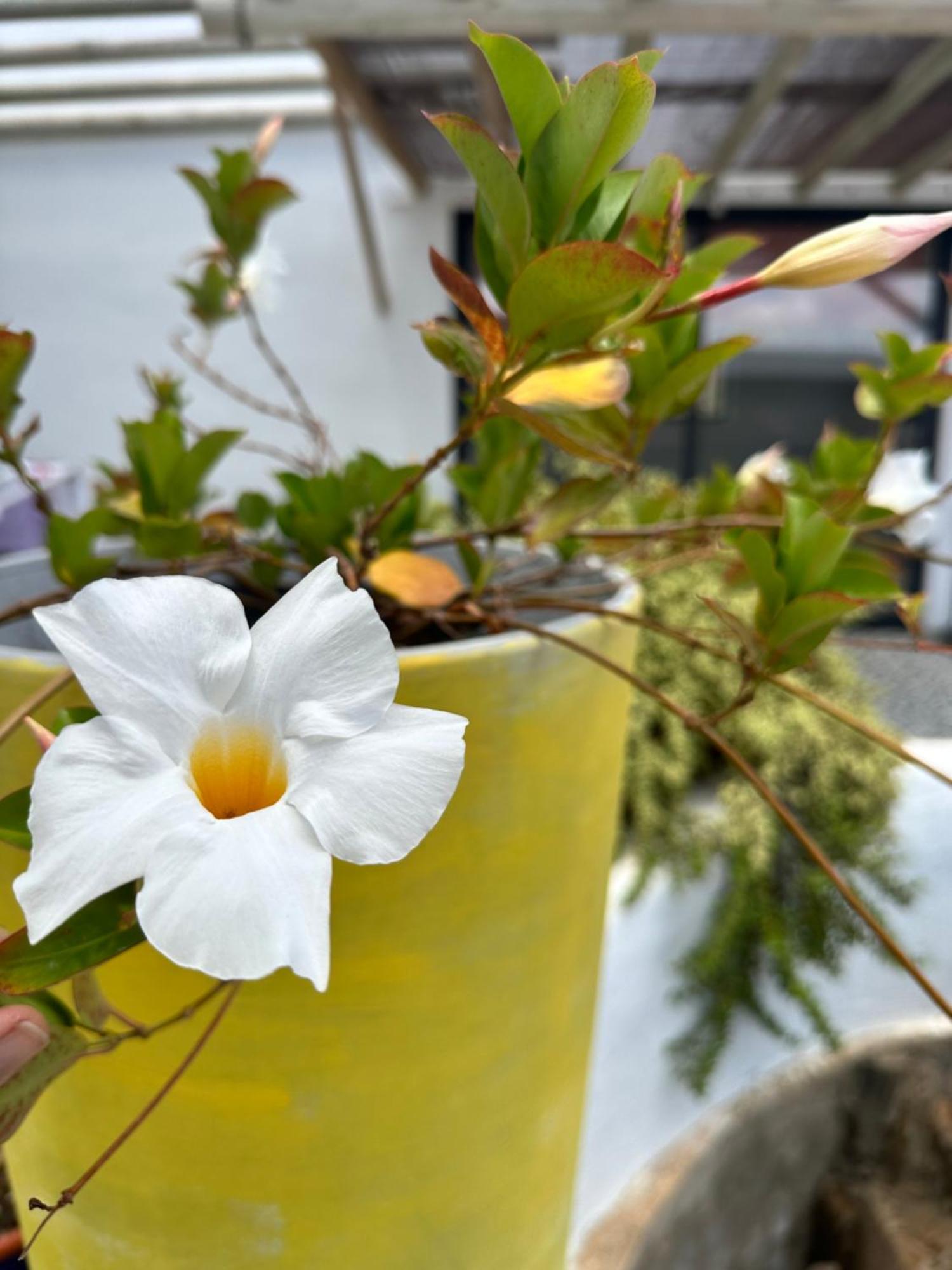 Casita Tiare Lajares Apartment ภายนอก รูปภาพ